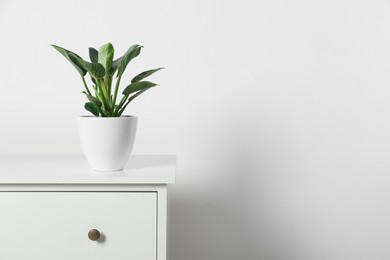 Photo of Potted philodendron on wooden table near white wall, space for text. Beautiful houseplant