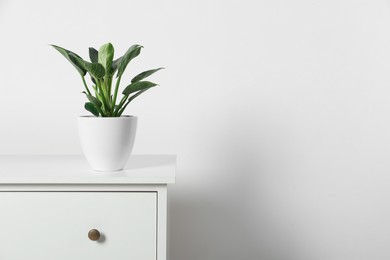 Potted philodendron on wooden table near white wall, space for text. Beautiful houseplant