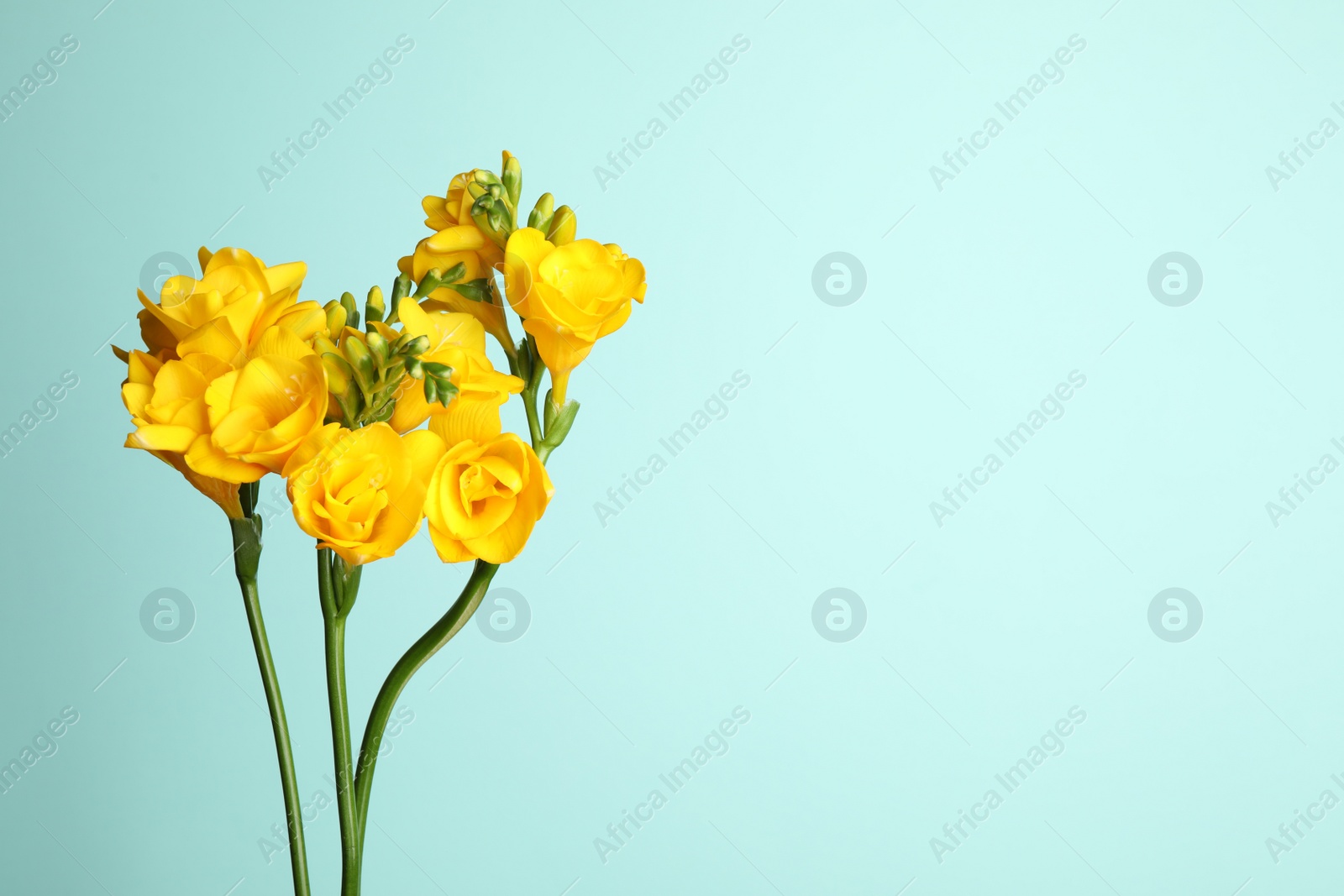 Photo of Beautiful blooming yellow freesias on light blue background. Space for text