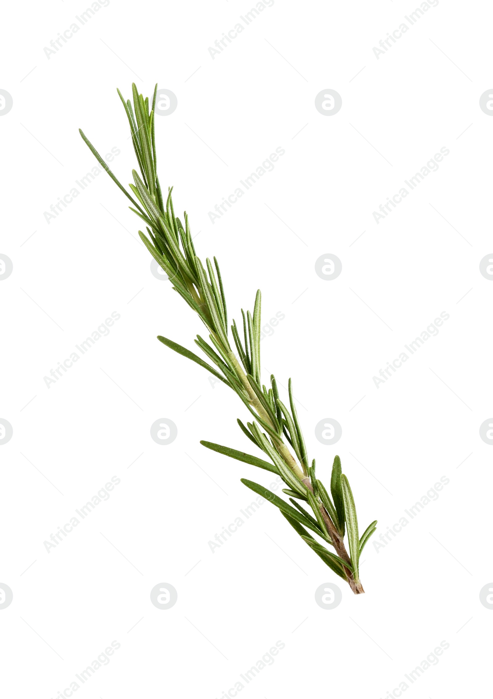 Photo of Fresh green rosemary isolated on white. Aromatic herb