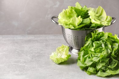 Photo of Colander with fresh green butter lettuce on light grey table, closeup. Space for text