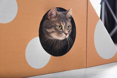 Cute gray tabby cat inside cardboard box in room. Lovely pet