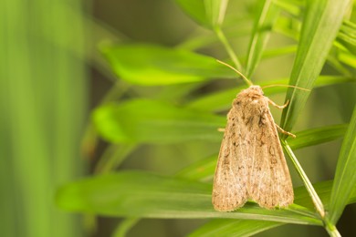 Photo of Paradrina clavipalpis moth on green leaf outdoors, space for text