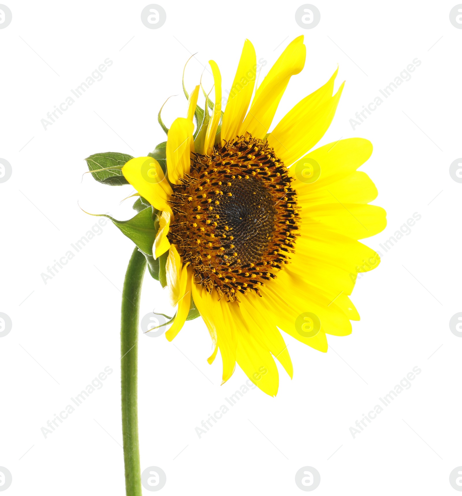 Photo of Beautiful bright yellow sunflower on white background