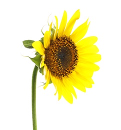 Photo of Beautiful bright yellow sunflower on white background