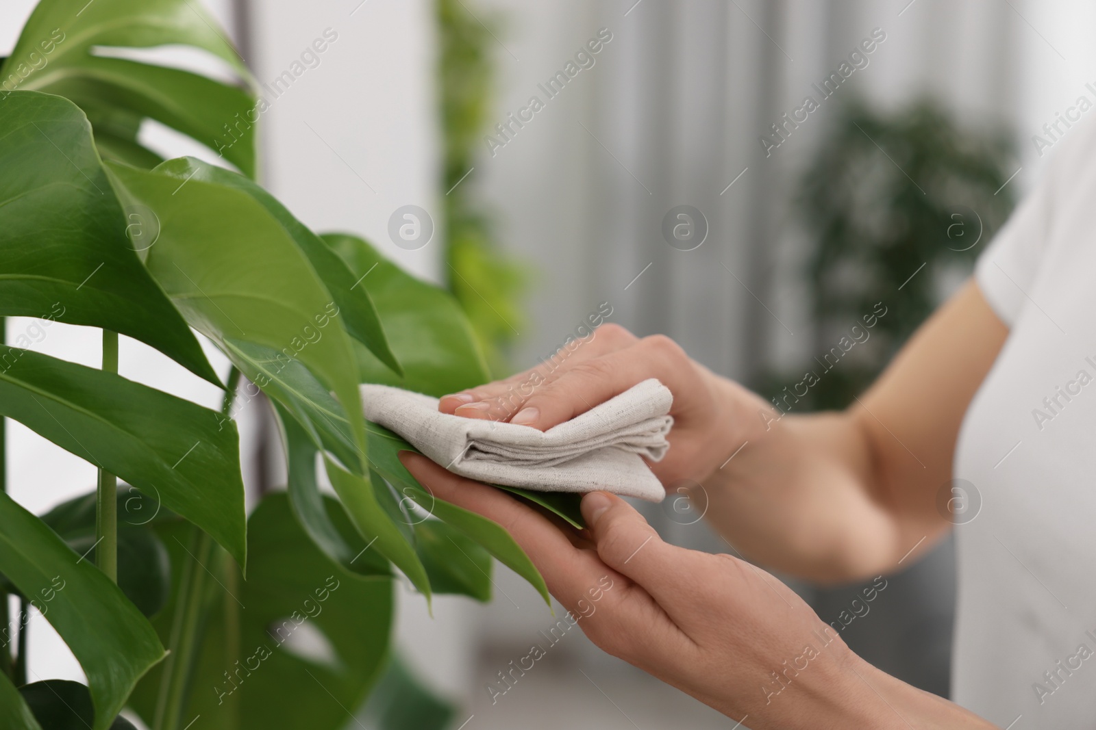 Photo of Woman wiping leaves of beautiful houseplants with cloth indoors, closeup