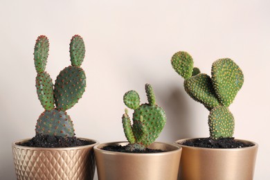 Many different beautiful cacti against beige wall