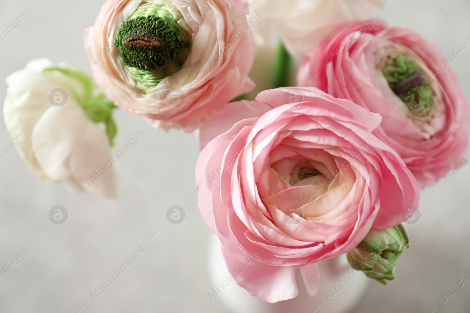 Photo of Beautiful ranunculus flowers on light background, closeup