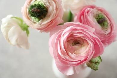 Beautiful ranunculus flowers on light background, closeup