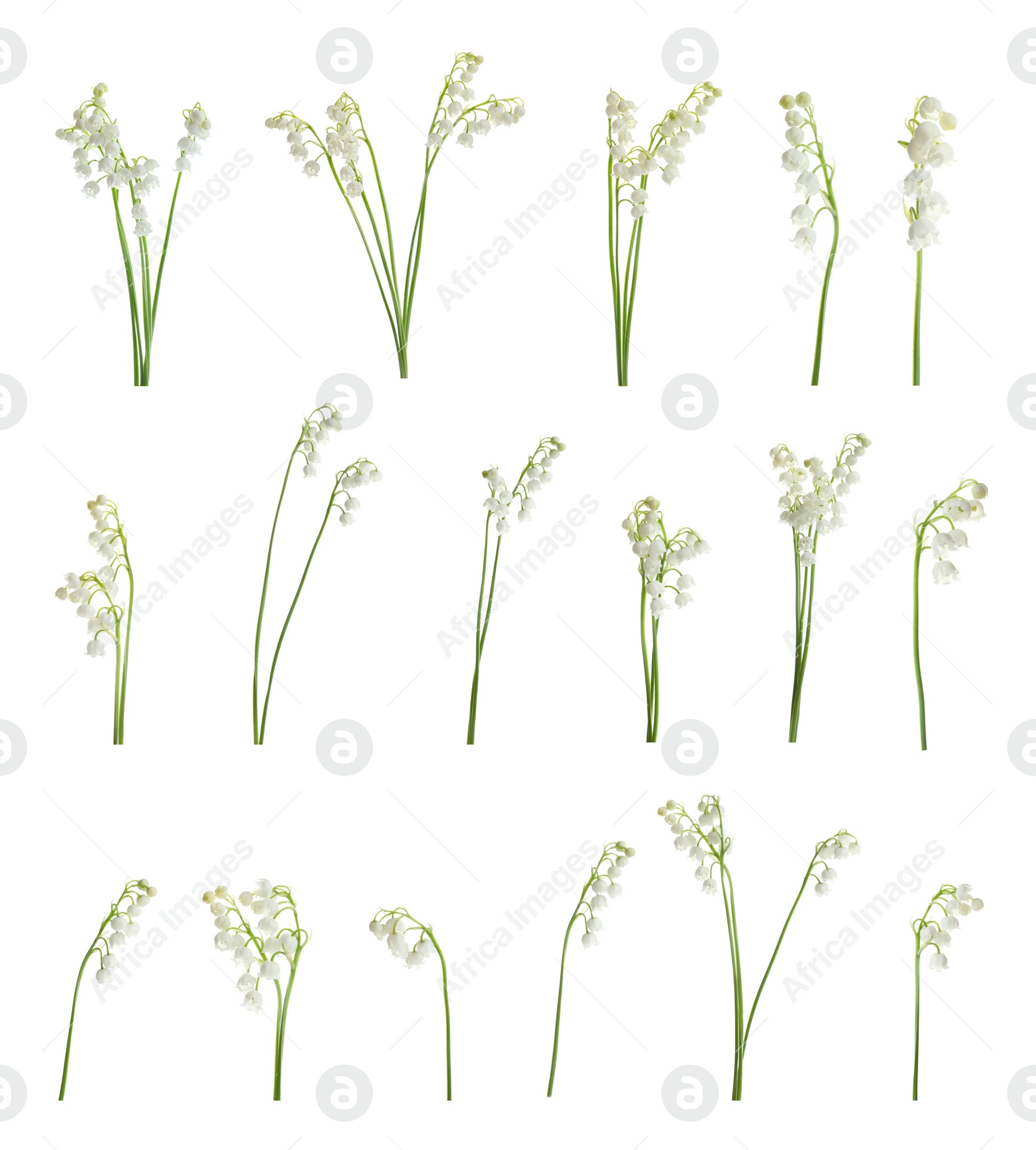 Image of Collage with beautiful lilies of the valley on white background