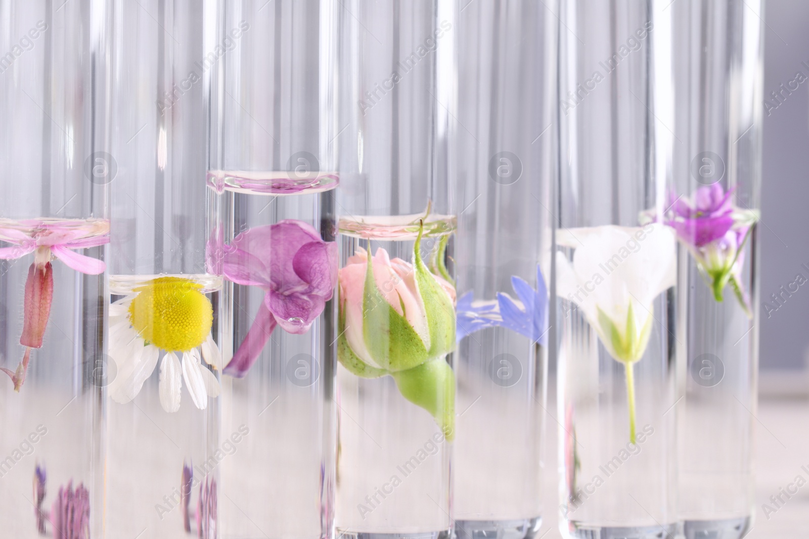 Photo of Test tubes with different flowers, closeup. Essential oil extraction