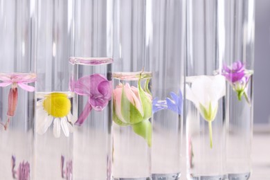 Photo of Test tubes with different flowers, closeup. Essential oil extraction