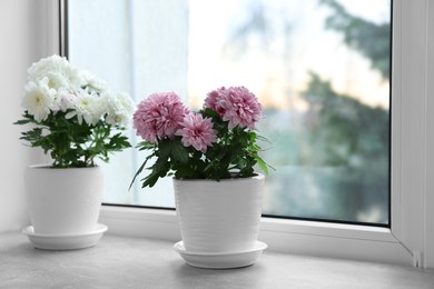 Beautiful chrysanthemum flowers in pots on windowsill indoors