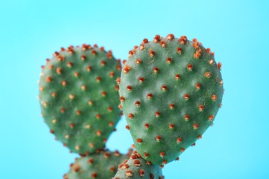 Photo of Beautiful green Opuntia cactus on light blue background, closeup