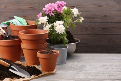 Time for transplanting. Many terracotta pots, soil, flowers and tools on white wooden table. Space for text