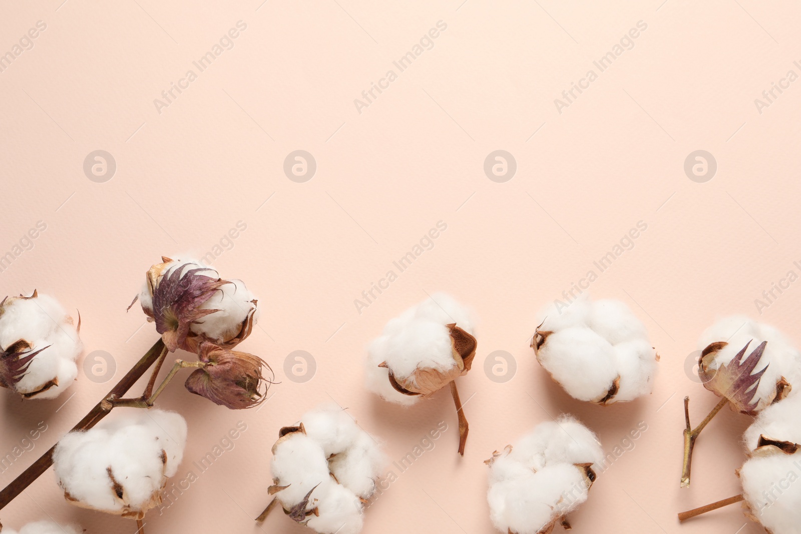 Photo of Dry cotton branch with fluffy flowers on beige background, flat lay. Space for text