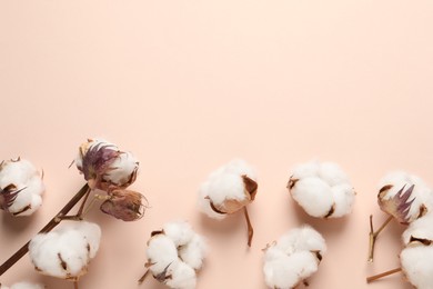 Dry cotton branch with fluffy flowers on beige background, flat lay. Space for text