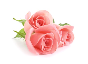 Photo of Beautiful roses on white background