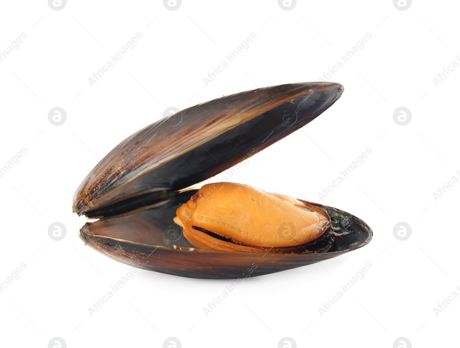 Photo of One fresh open mussel isolated on white