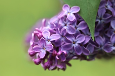 Photo of Beautiful blossoming lilac flowers on color background, closeup. Space for text