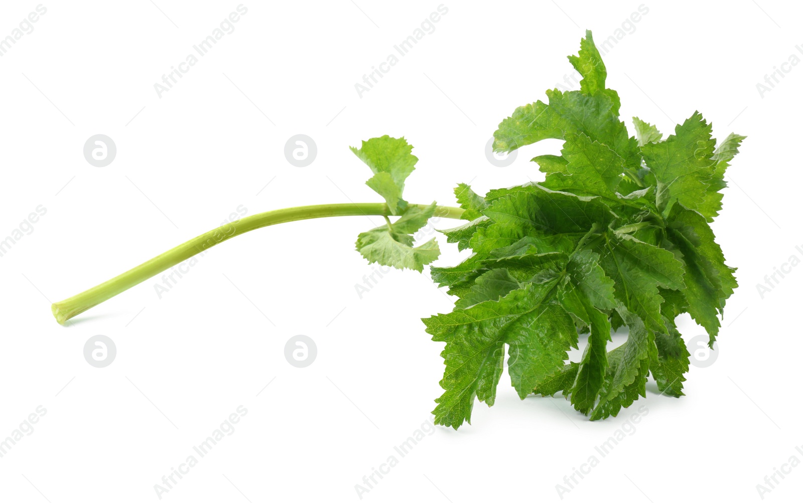 Photo of Tasty fresh green parsnip leaves isolated on white