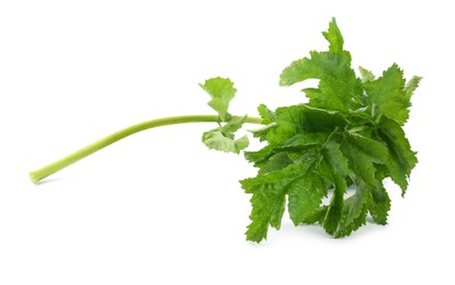 Photo of Tasty fresh green parsnip leaves isolated on white