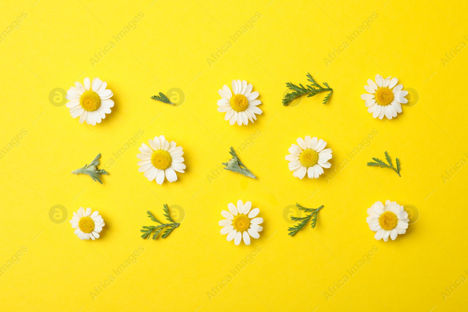 Photo of Flat lay composition with fresh chamomiles on yellow background