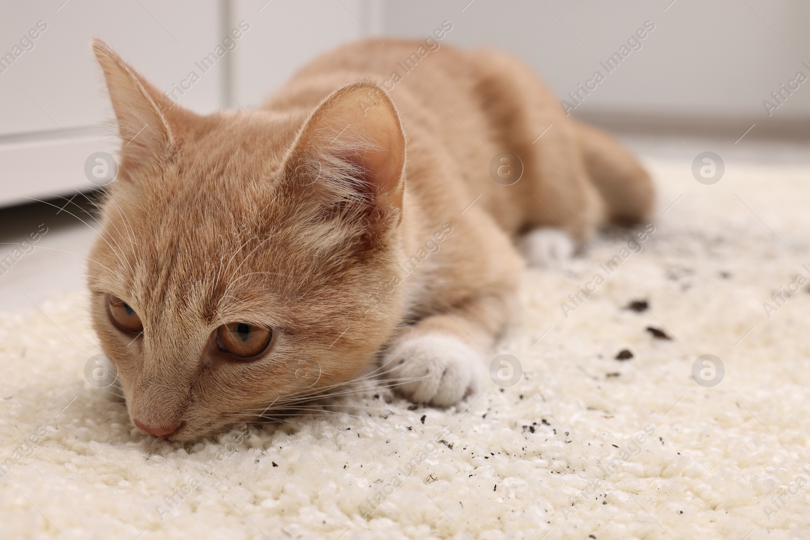 Photo of Cute ginger cat on carpet with scattered soil indoors, closeup