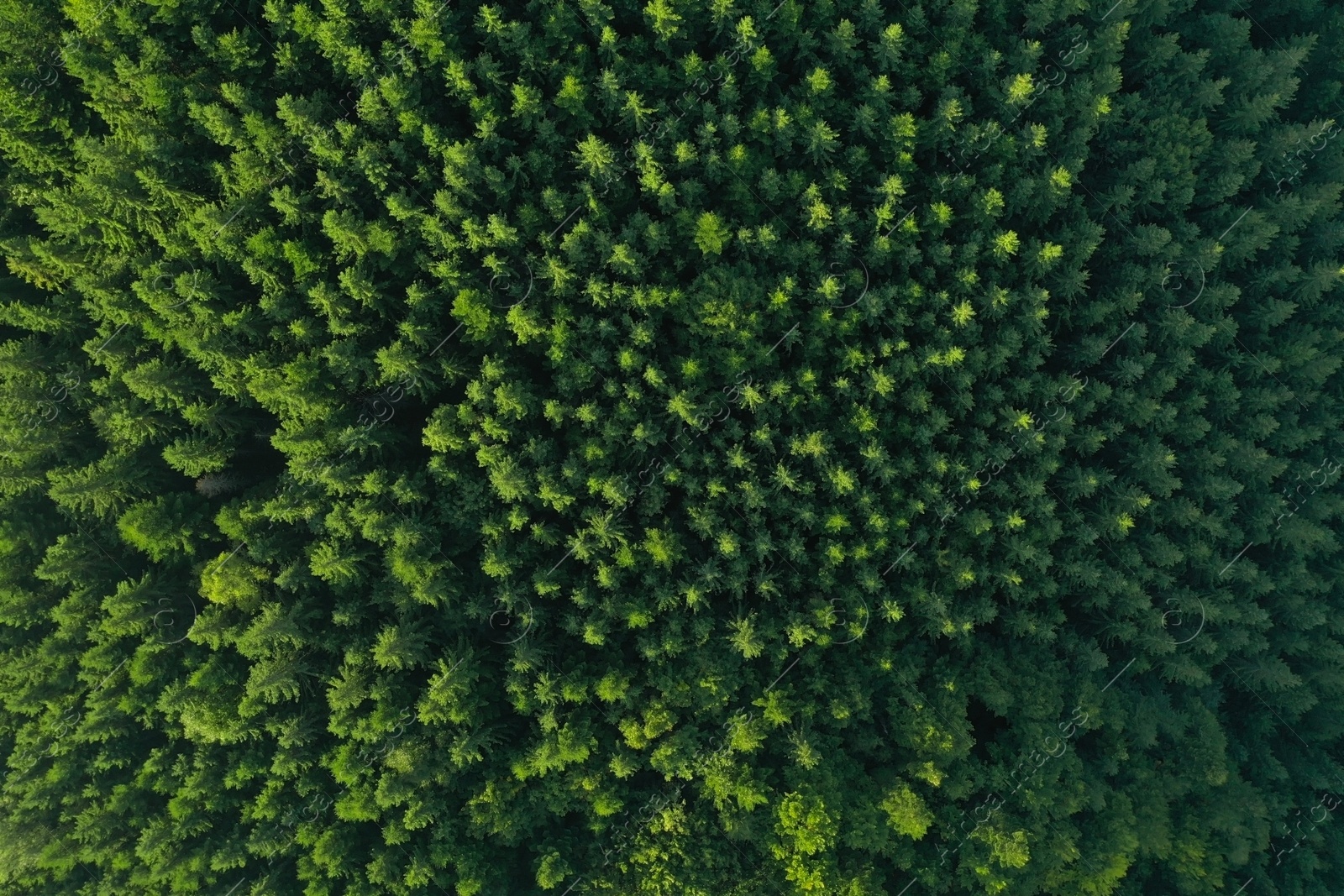 Photo of Aerial view of green trees on sunny day. Drone photography