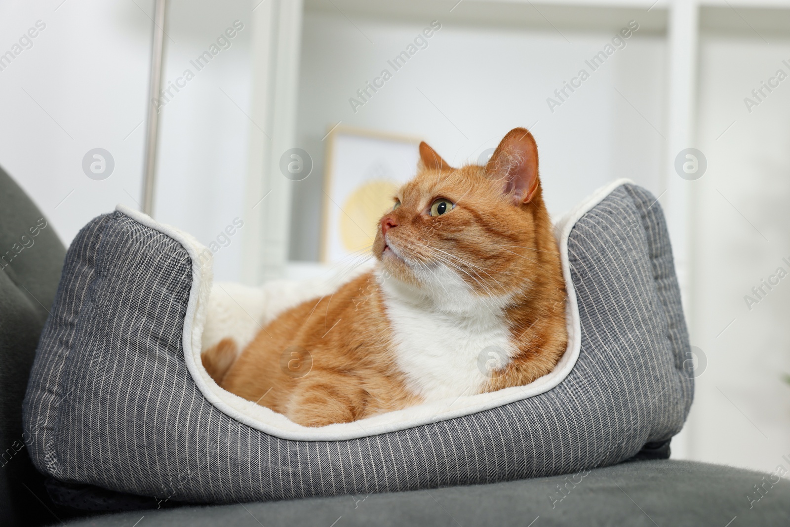 Photo of Cute ginger cat lying on pet bed at home