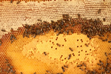 Photo of Honeycomb with bees as background, top view