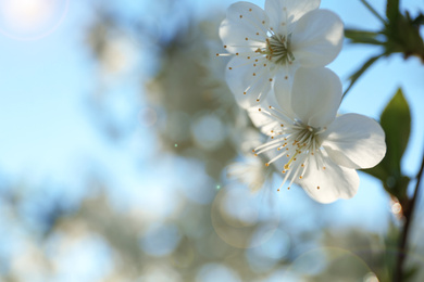 Blossoming cherry tree, closeup