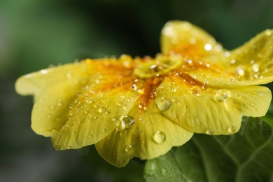 Closeup view of beautiful blooming flower with dew drops