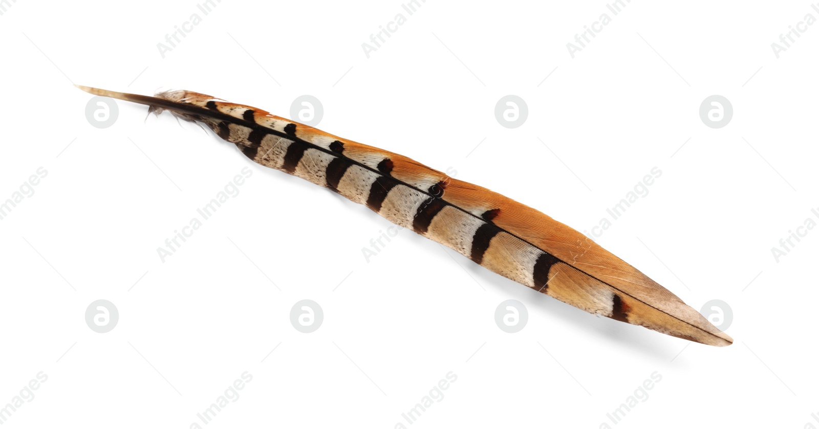 Photo of Beautiful brown bird feather isolated on white