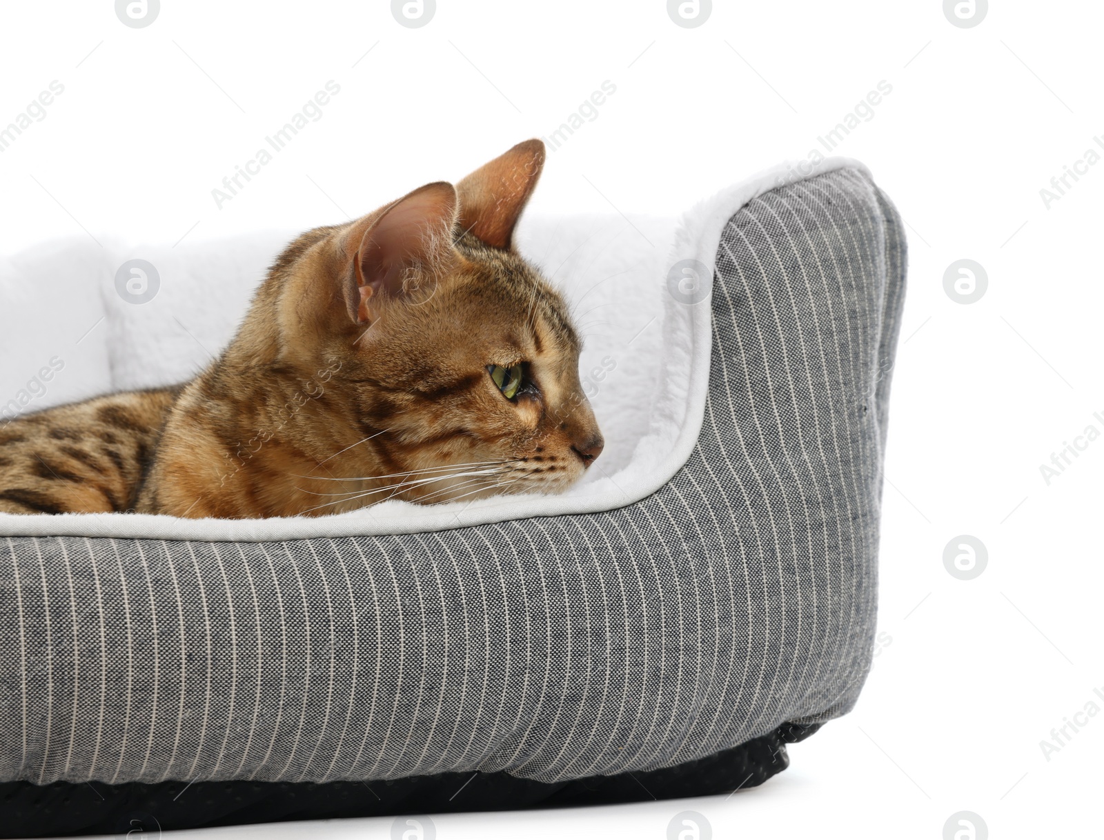 Photo of Cute Bengal cat lying on pet bed against white background