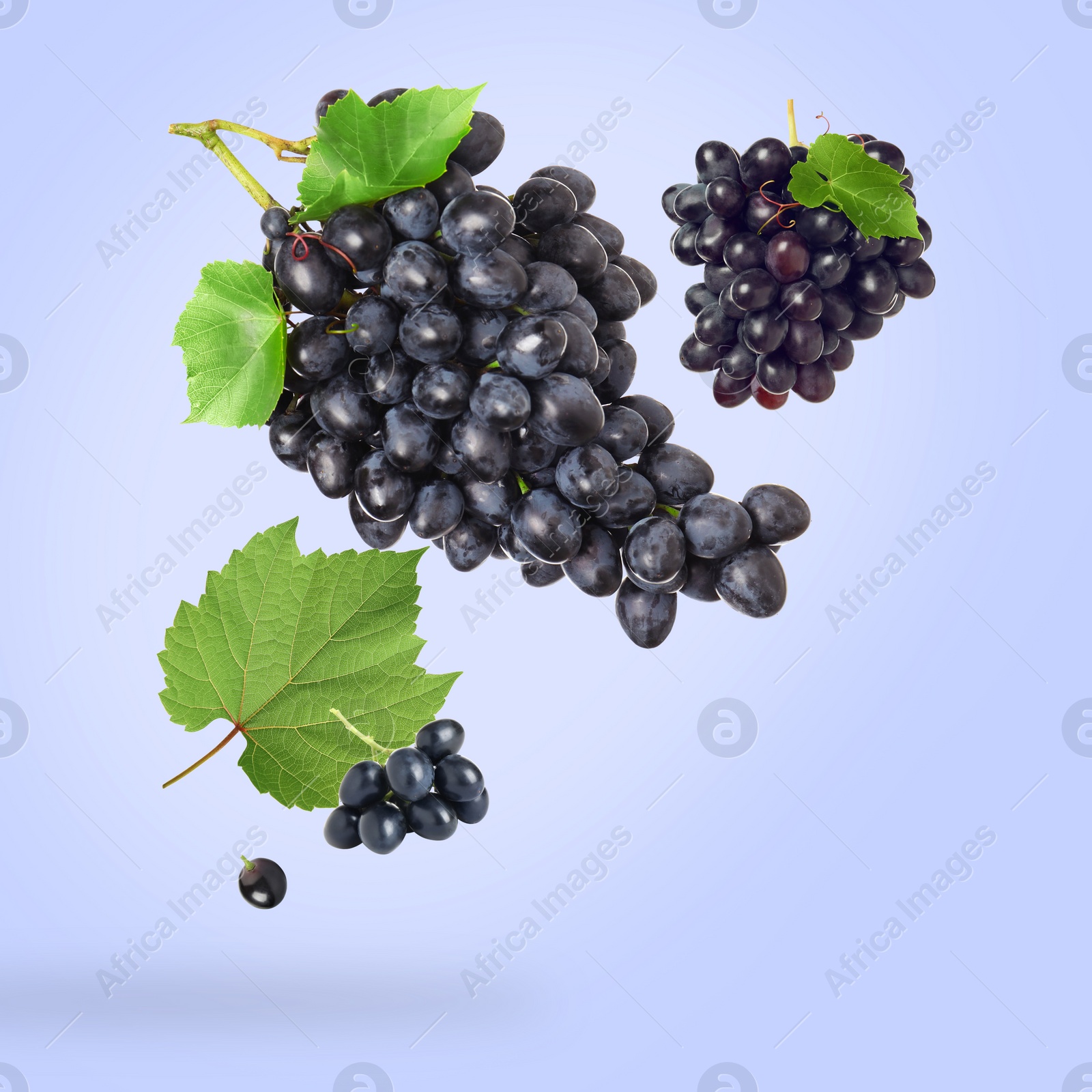 Image of Fresh grapes and leaves in air on light blue background