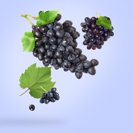 Fresh grapes and leaves in air on light blue background