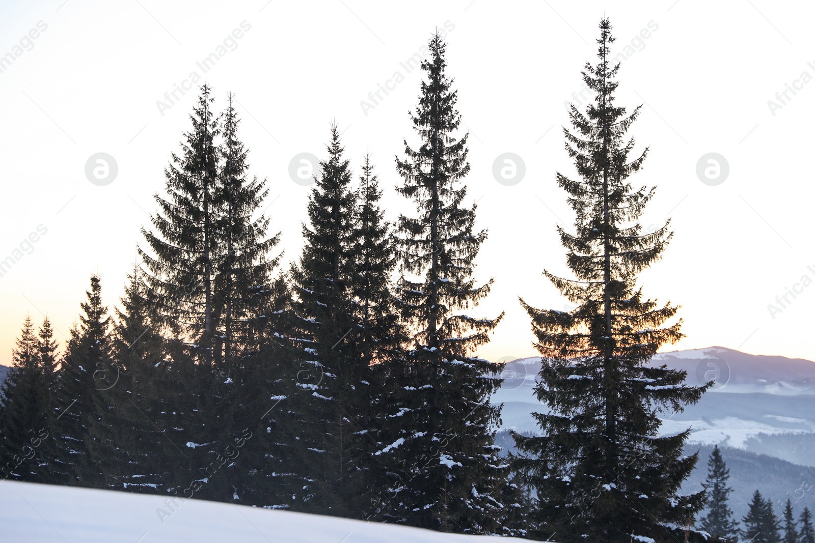 Photo of Beautiful mountain landscape with forest on snowy hill in winter