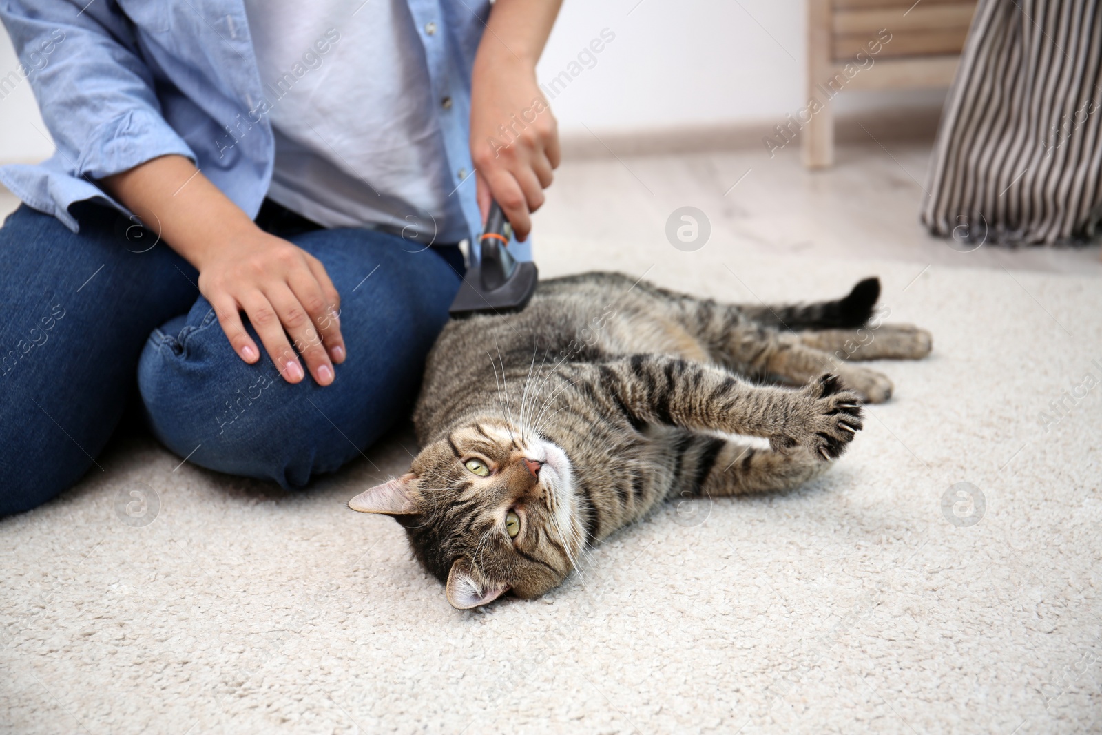 Photo of Woman brushing her cat while it resting on carpet at home