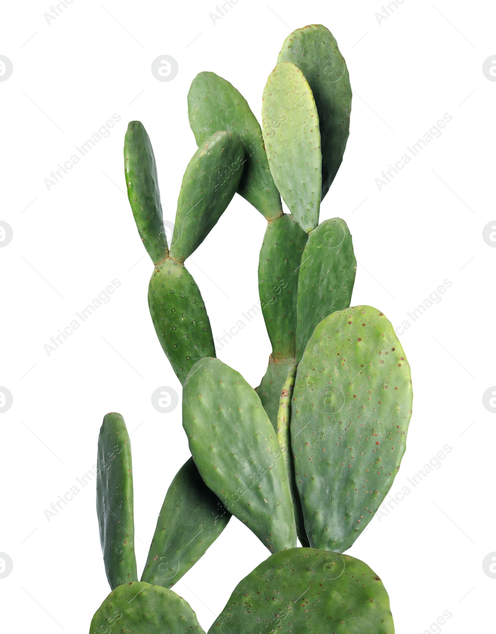 Image of Beautiful big green cactus on white background