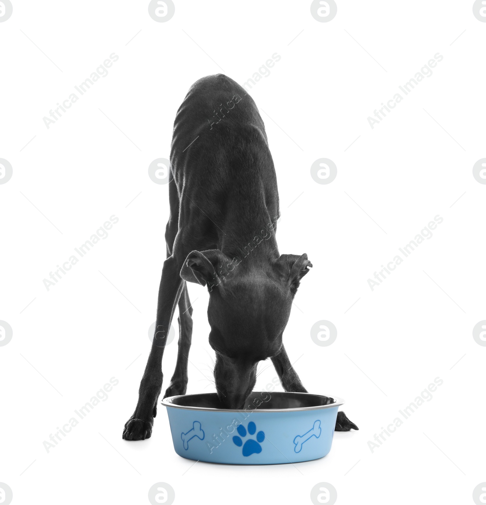 Photo of Italian Greyhound dog eating from bowl on white background