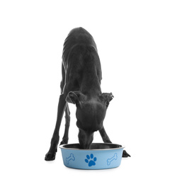 Italian Greyhound dog eating from bowl on white background