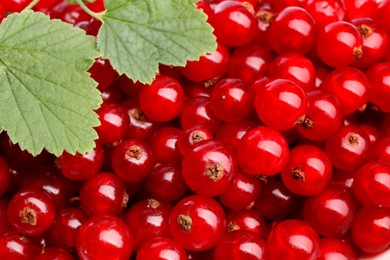 Photo of Many tasty fresh red currant berries and green leaves as background, closeup