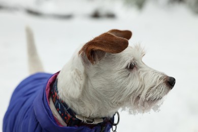 Photo of Cute Jack Russell Terrier in pet jacket outdoors on snowy day, closeup