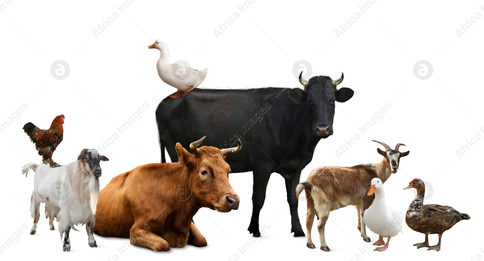 Image of Group of different farm animals on white background