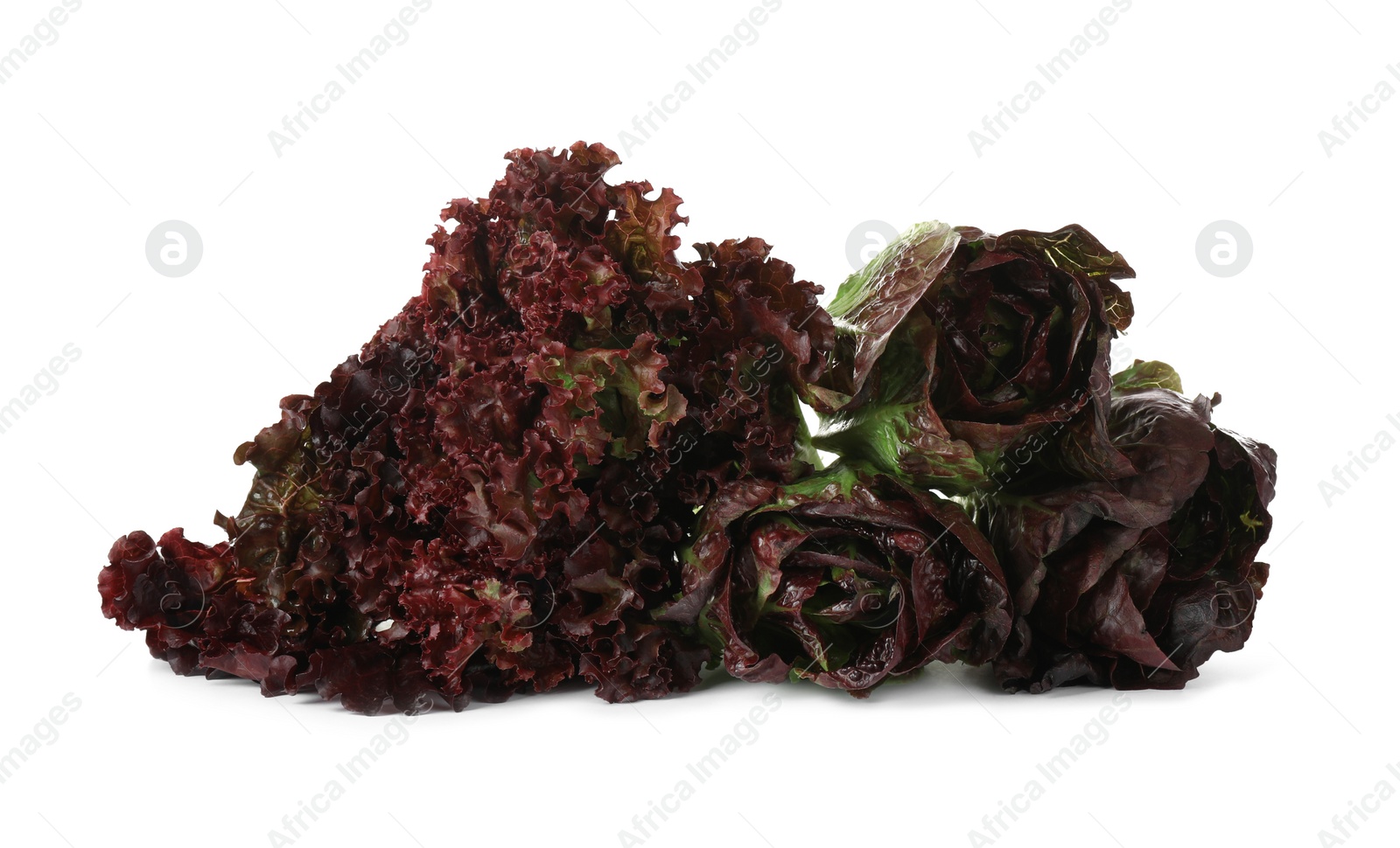 Photo of Different sorts of lettuce on white background