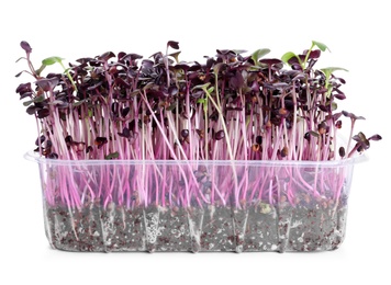 Fresh organic microgreen in plastic container on white background