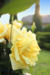 Photo of Closeup view of beautiful yellow roses outdoors