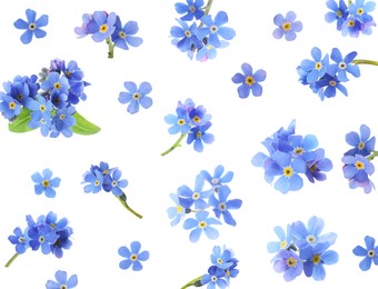 Image of Set with beautiful tender forget me not flowers on white background 