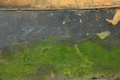 Textured wall with green moss as background, closeup